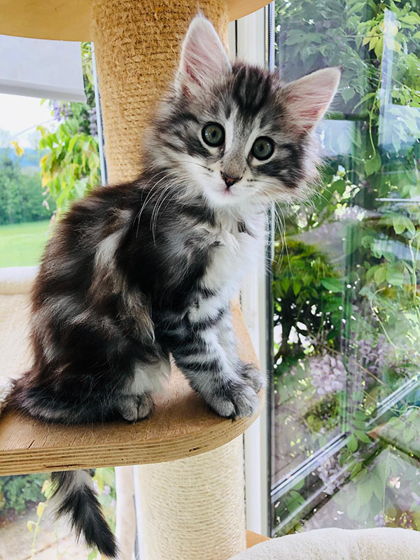 avabellacats_malah