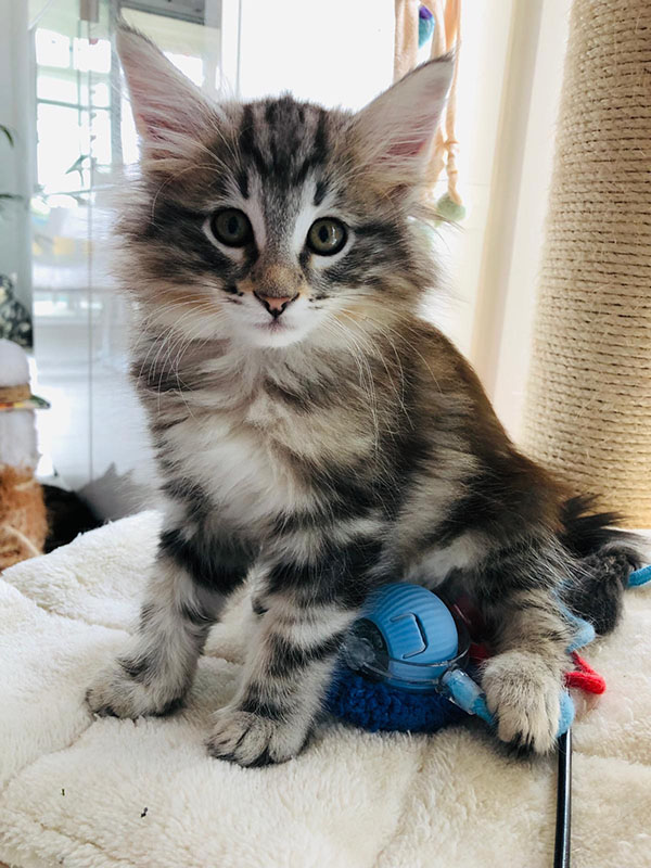 avabellacats_marley
