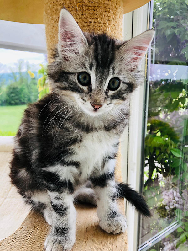 avabellacats_miro