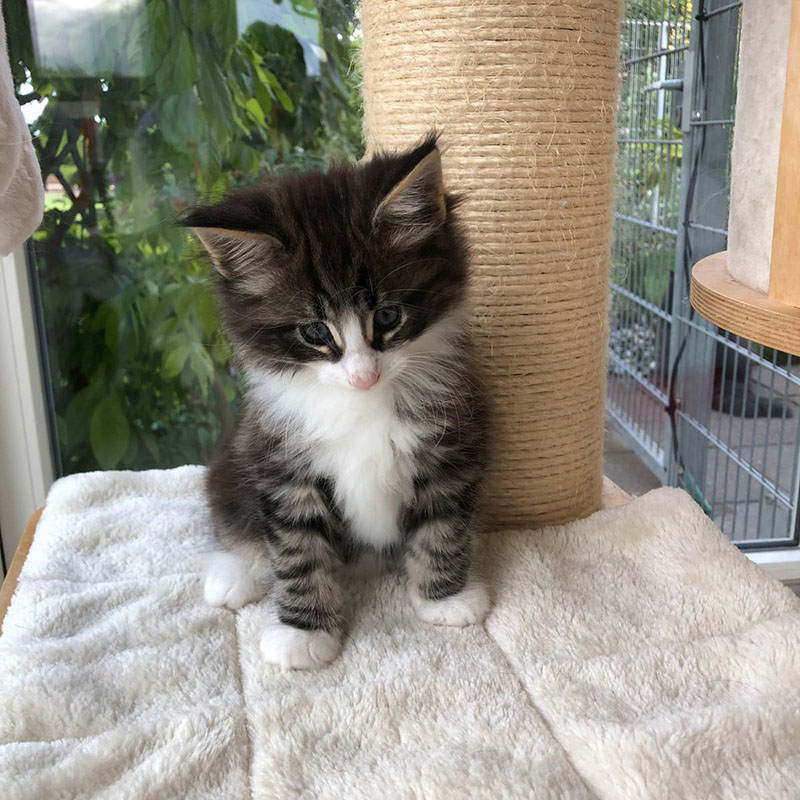Merlin-av-abellacats