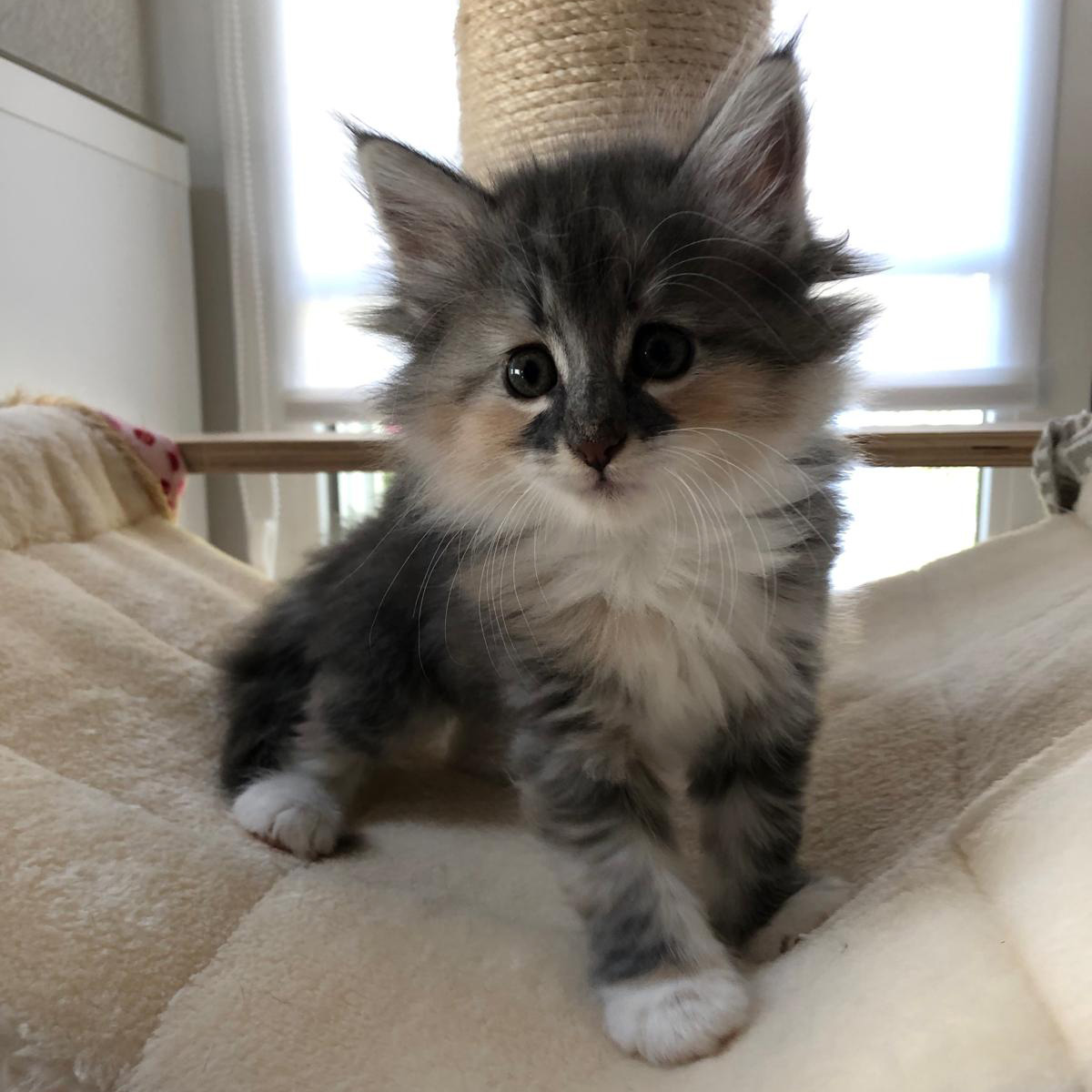 Maliah-av-abellacats-1