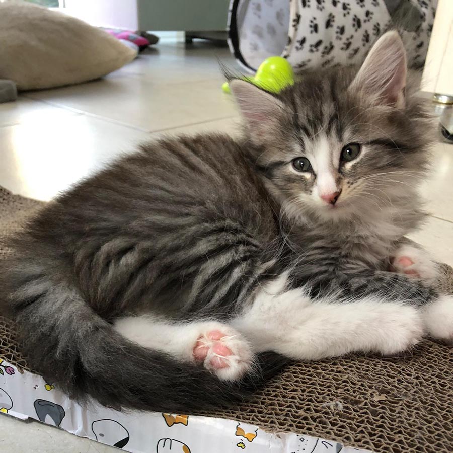 macdreamy-av-abellacats