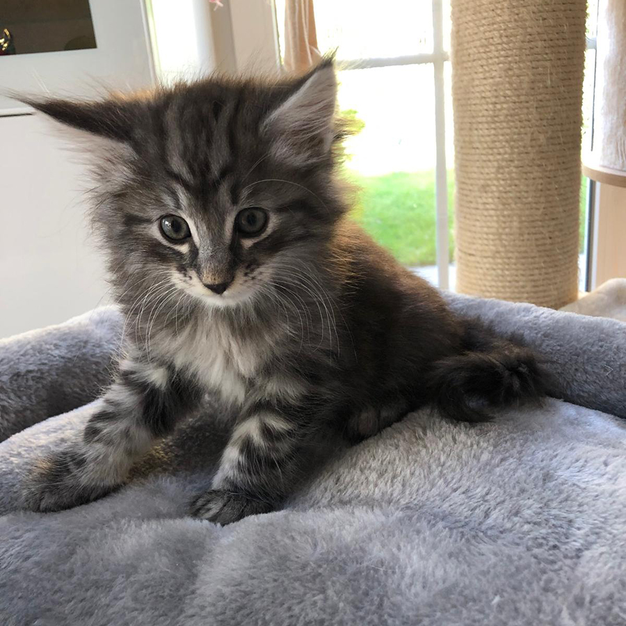 monty-arvid-av-abellacats