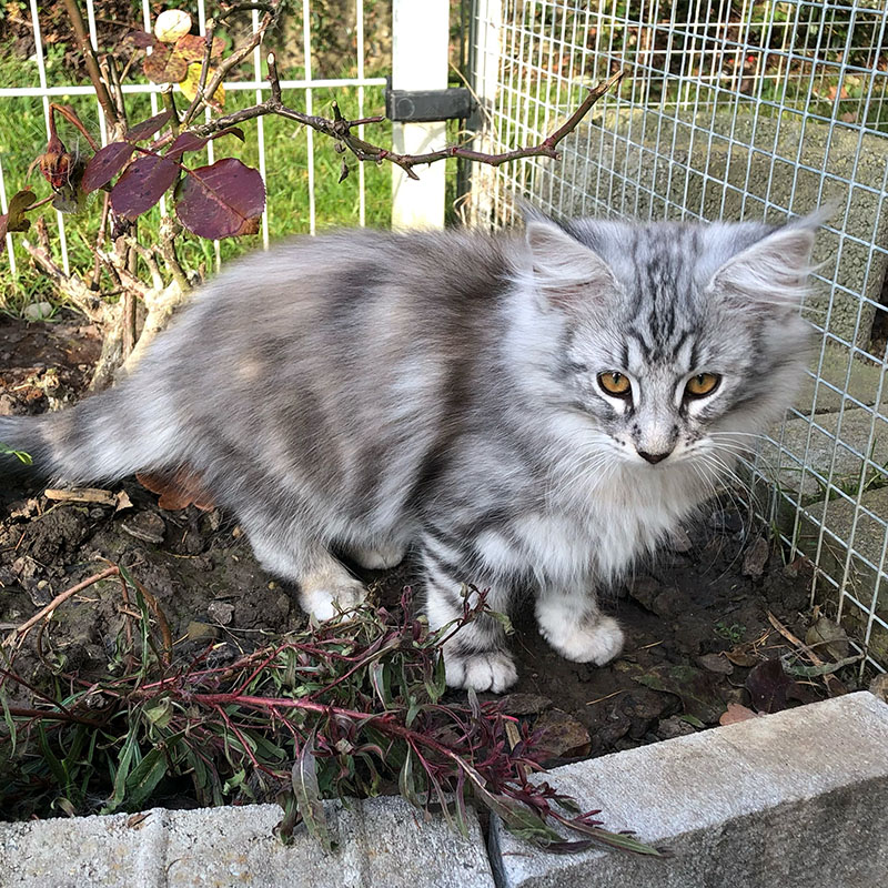 avabellacats-mara-medea