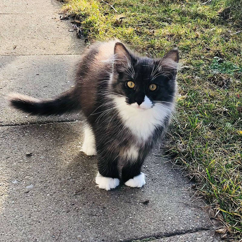 avabellacats-mystic