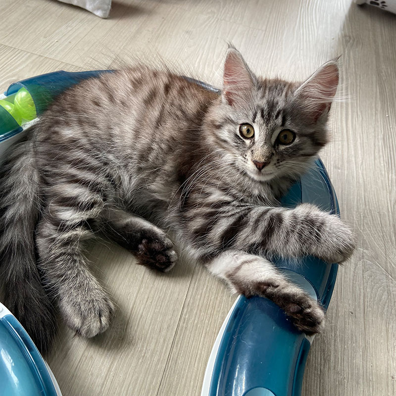 avabellacats-Nick