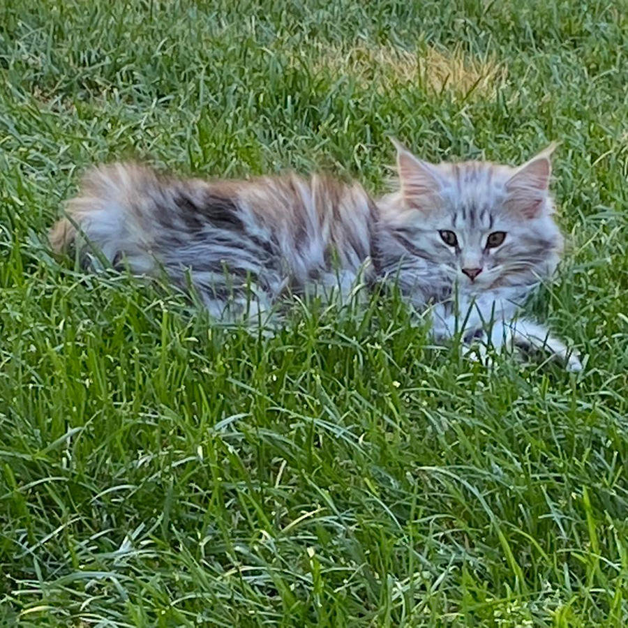 avabellacats-niandra