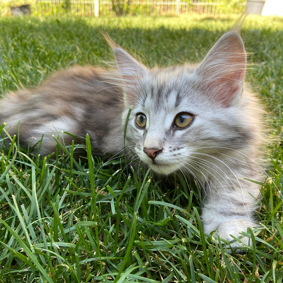 avabellacats-noelia