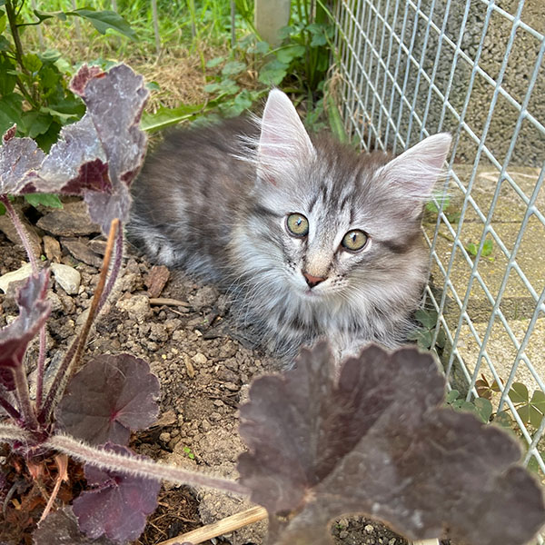 avabellacats-Neandro