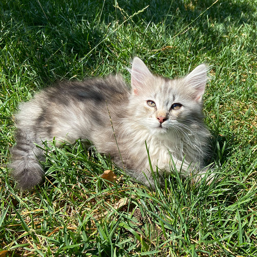 avabellacats-Nele