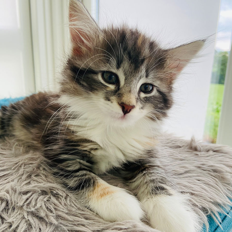 avabellacats-Noemi