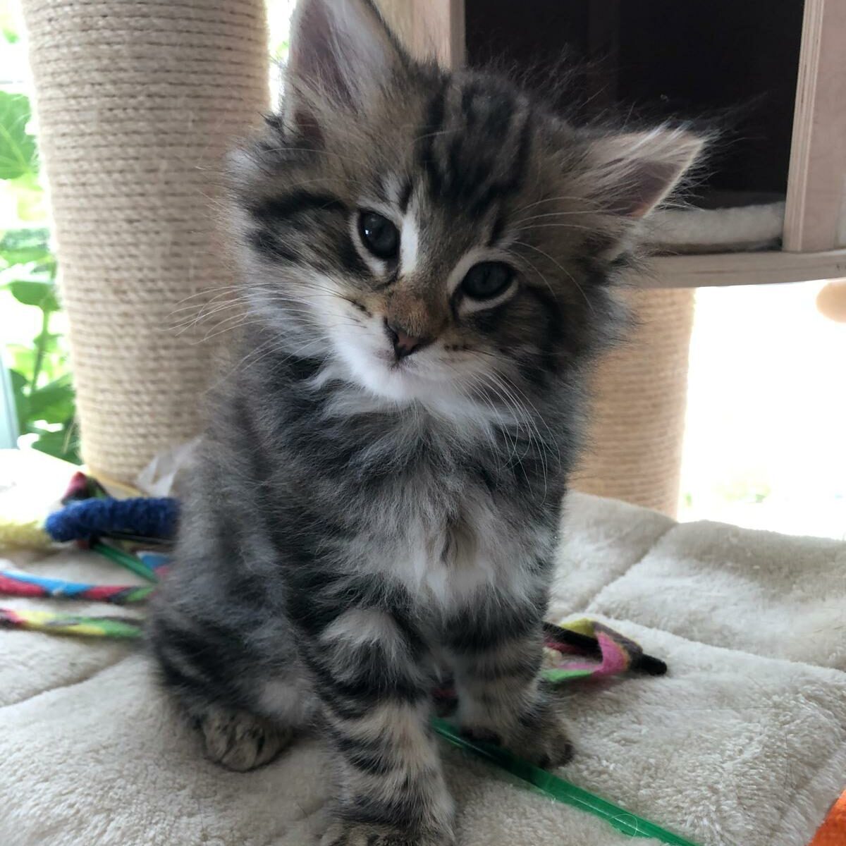 avabellacats-lara-jane
