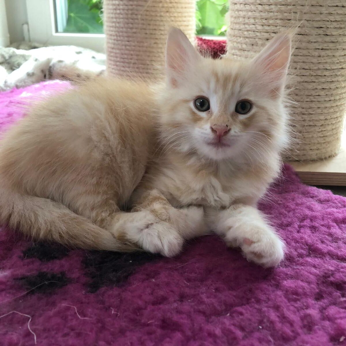 avabellacats-lenny