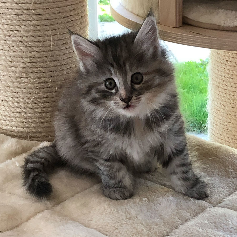 Lirka Torti
