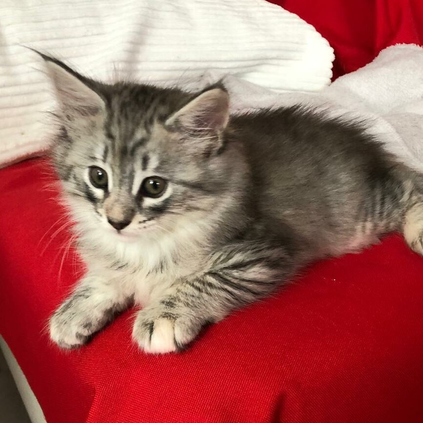 avabellacats-livia