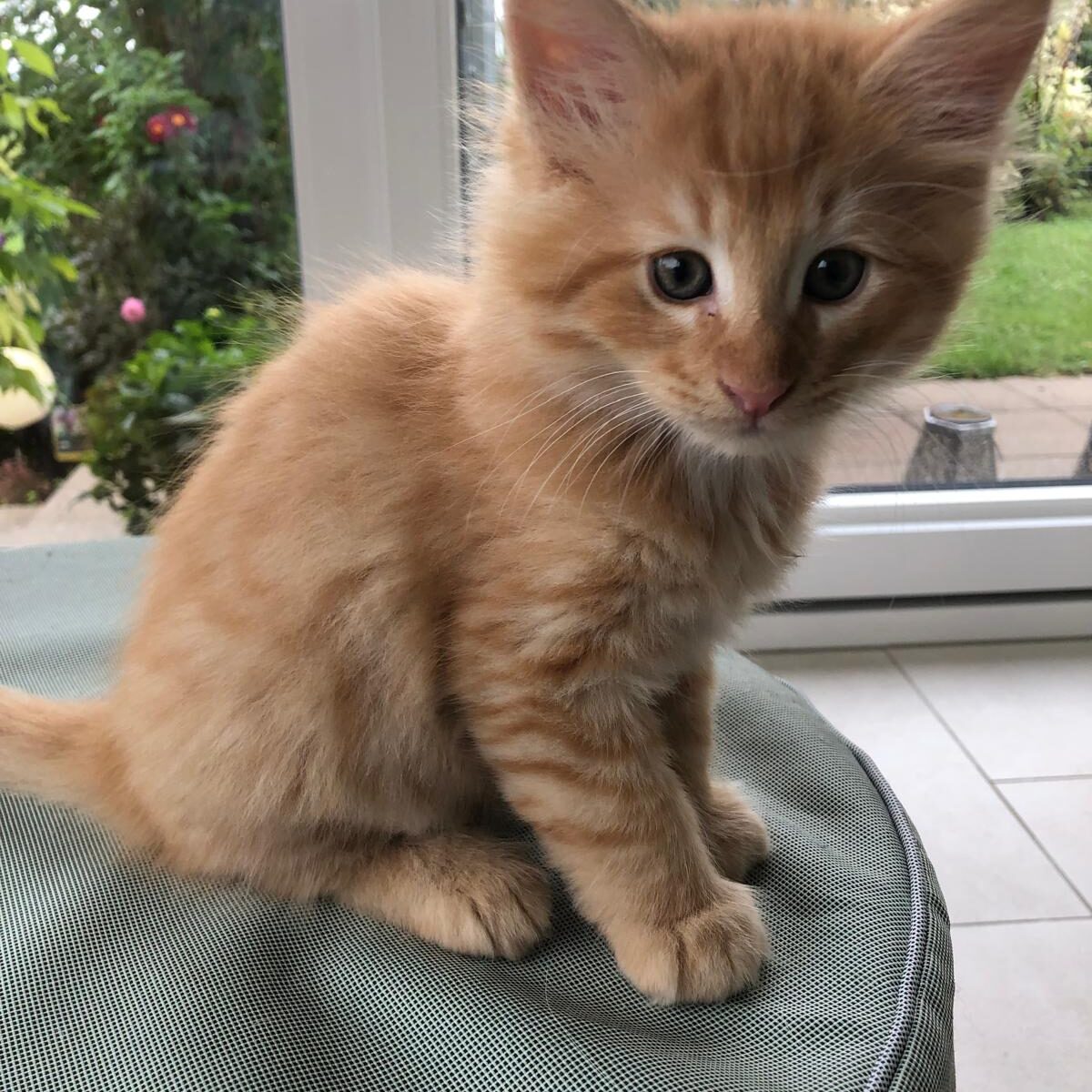 avabellacats-louis