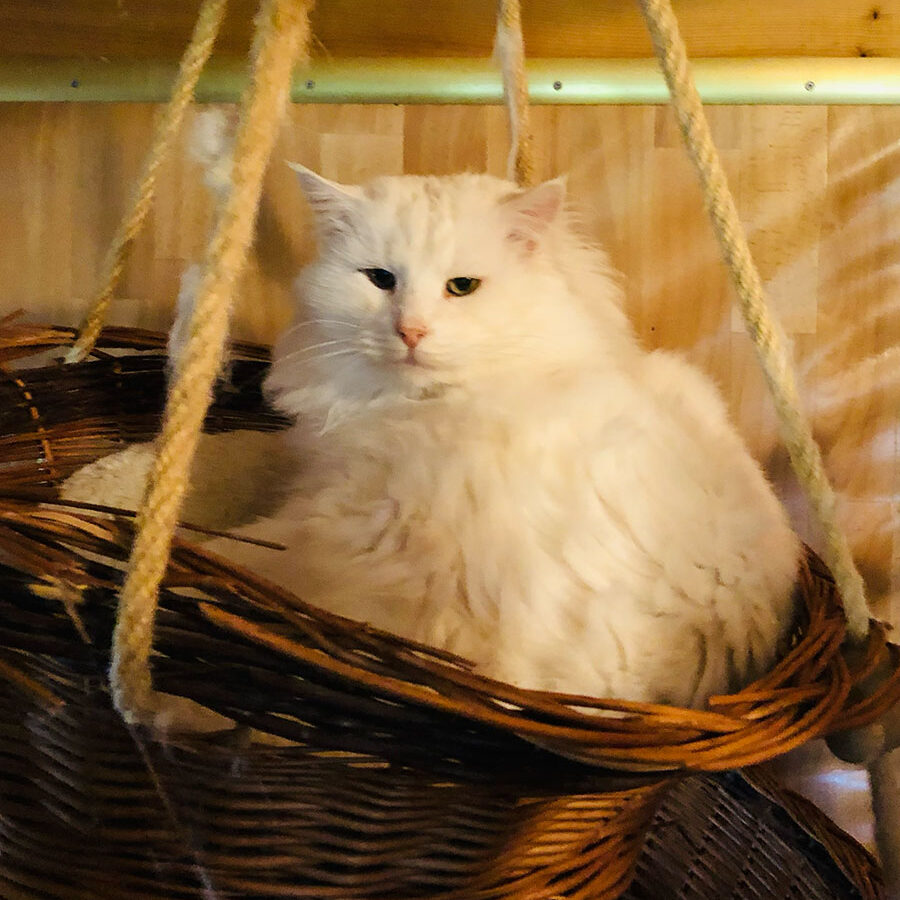 coolcat-vom-schiltwald