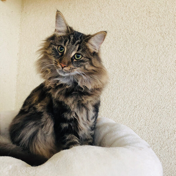 giannajaavabellacats