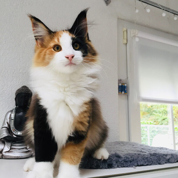 giojaavabellacats
