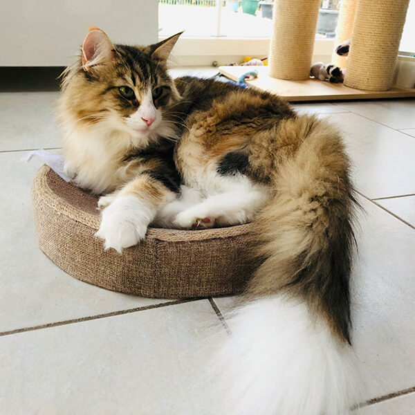 isabell-avabellacats-img4