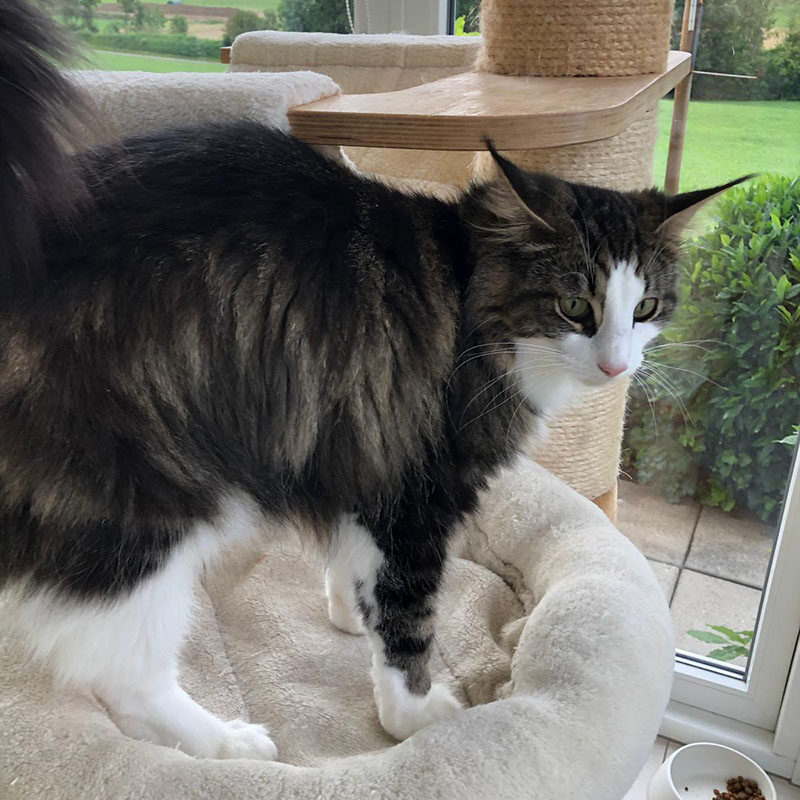 kayla-av-abellacats