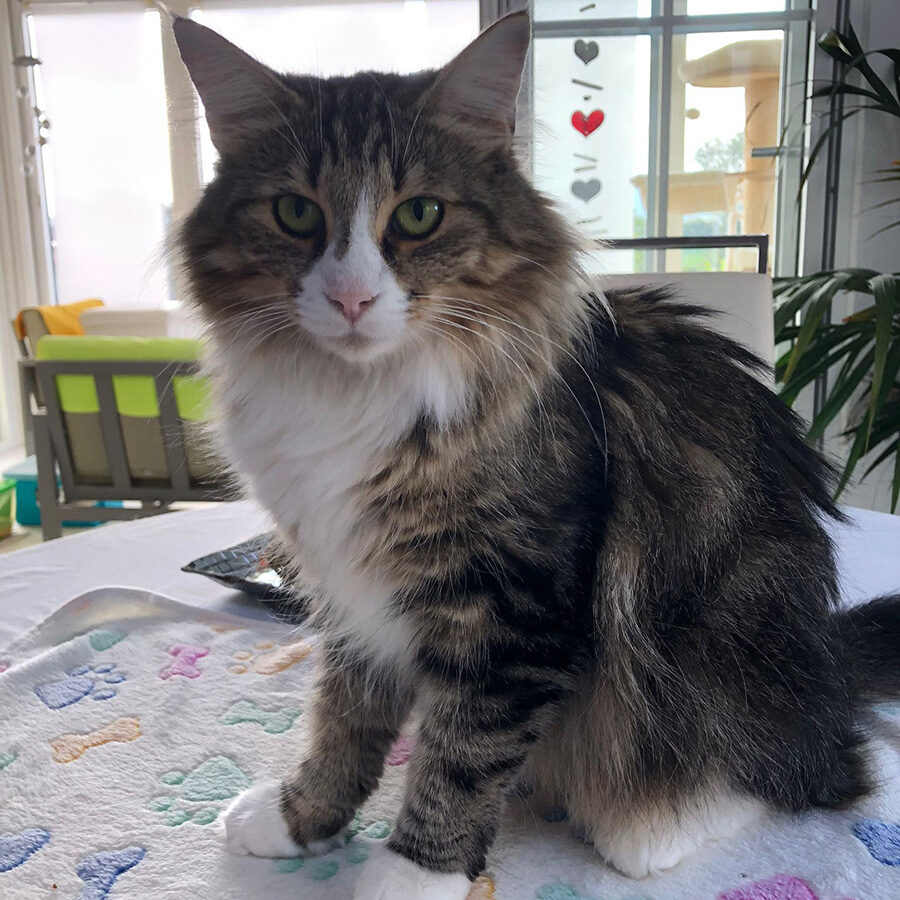 kyra-av-abellacats